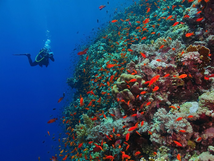 Scuba diving Marsa Alam